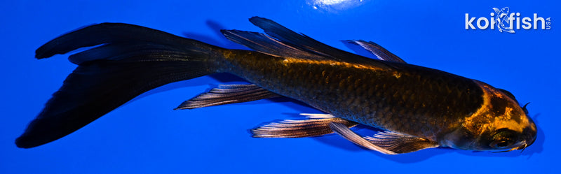 5.5" ORENJI MATSUBA BUTTERFLY