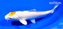 6.5" HARIWAKE