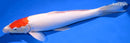 13.25" TANCHO KOHAKU