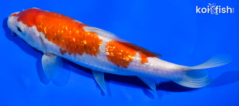 7" GINRIN KOHAKU