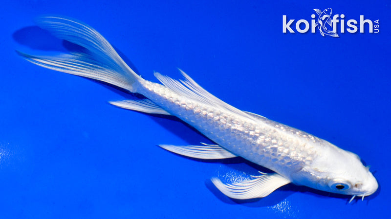 5.5" GINRIN PLATINUM OGON BUTTERFLY