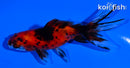 4" CALICO WATONAI GOLDFISH