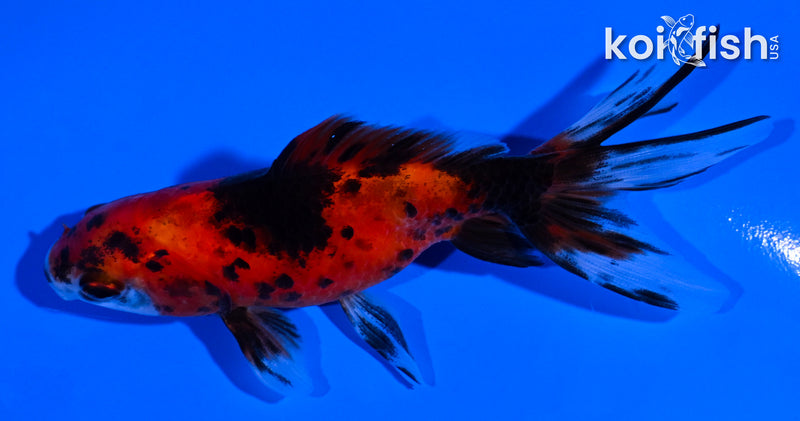 4" CALICO WATONAI GOLDFISH