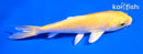 5" YAMABUKI OGON