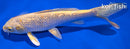 7.25" GINRIN YAMABUKI OGON