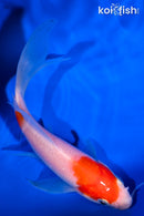 4.75" KOHAKU BUTTERFLY