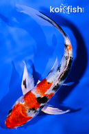 6.75" YAMATO NISHIKI BUTTERFLY