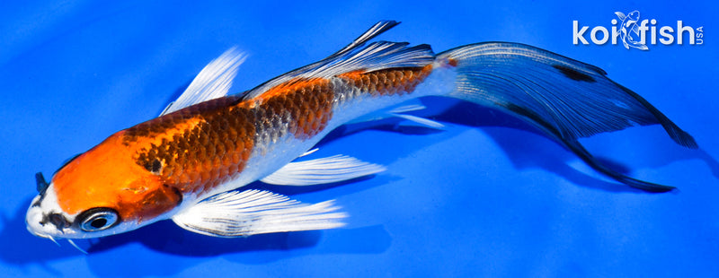 5.5" KUJAKU BUTTERFLY