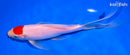 7.75" TANCHO KOHAKU BUTTERFLY