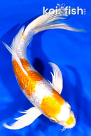 9.25" GINRIN HARIWAKE BUTTERFLY