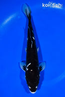 10.75" ARAGOKE KUMONRYU