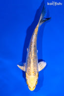 5.5" GINRIN KI MATSUBA