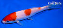 6" KOHAKU