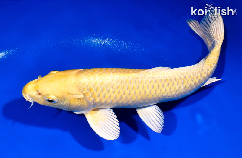 11" YAMABUKI OGON