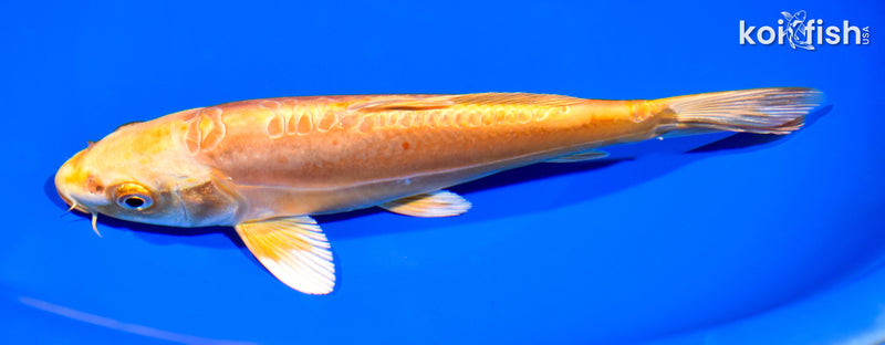 7.5" DOITSU ORENJI OGON