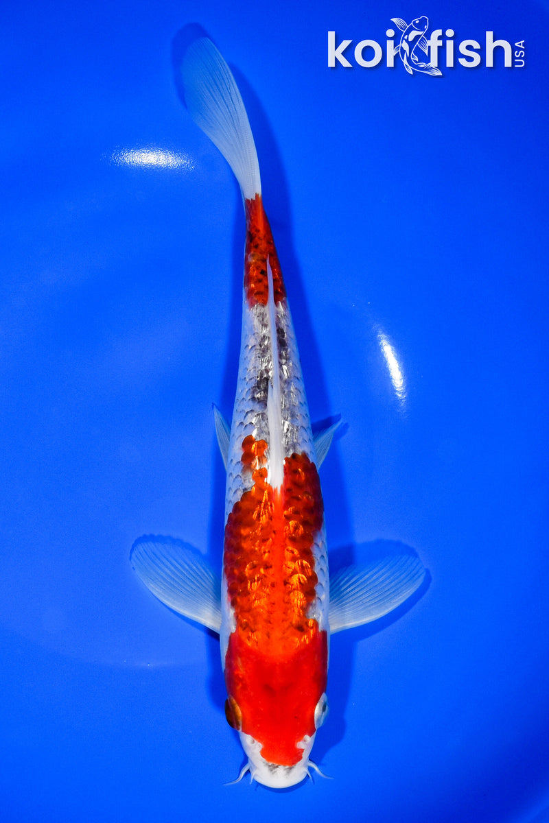 9.5" GINRIN GOSHIKI