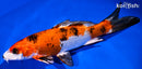 7" YAMATO NISHIKI