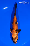 6.25" KIN HI UTSURI