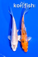 PACK OF (5) 4-4.25" STANDARD KOI