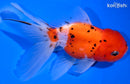 4.5" CALICO ORANDA GOLDFISH