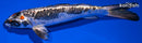 6.75" BENI KIKOKURYU