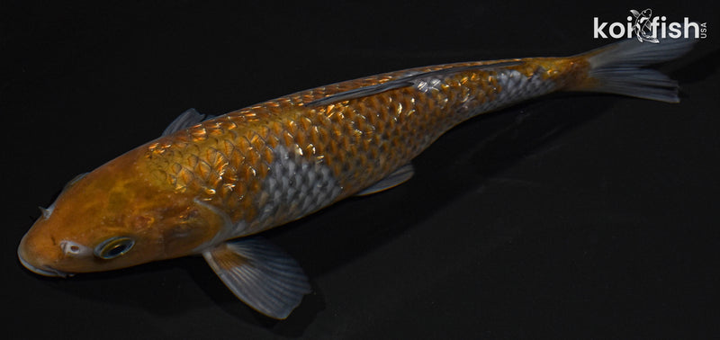 8.5" GINRIN OCHIBA SHIGURE