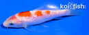 4" GINRIN KOHAKU