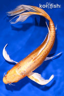 9.25" DOIITSU ORENJI OGON BUTTERFLY