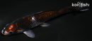5.5" GINRIN BENI MATSUKAWABAKE
