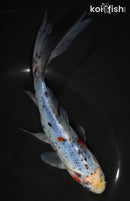 8" SHUBUNKIN GOLDFISH