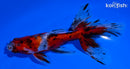 5.5" CALICO WATONAI GOLDFISH