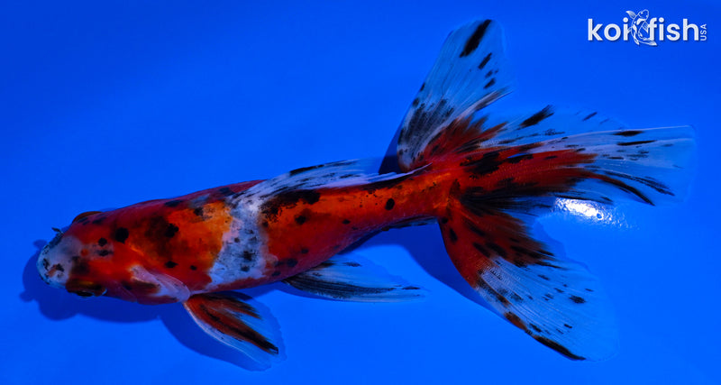 5.5" CALICO WATONAI GOLDFISH
