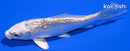 4.25" GINRIN GIN MATSUBA