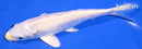 6" LEMON HARIWAKE