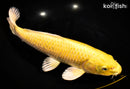 12.5" YAMABUKI OGON