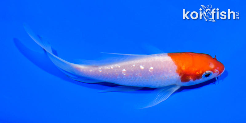 4.5" GINRIN KOHAKU BUTTERFLY