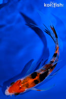 5.5" SANKE BUTTERFLY