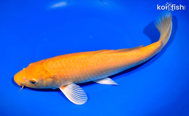 12" CHAGOI
