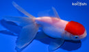 5" TANCHO ORANDA GOLDFISH
