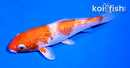 4.5" GINRIN HARIWAKE