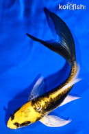 5.25" KIN KIKOKURYU BUTTERFLY