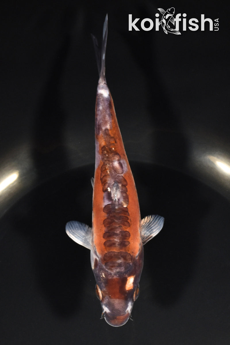 5.25" HI SHUSUI