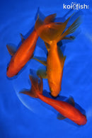 PACK OF (3) 5-6" WAKIN GOLDFISH