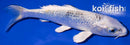 6.5" GINRIN YAMATO NISHIKI
