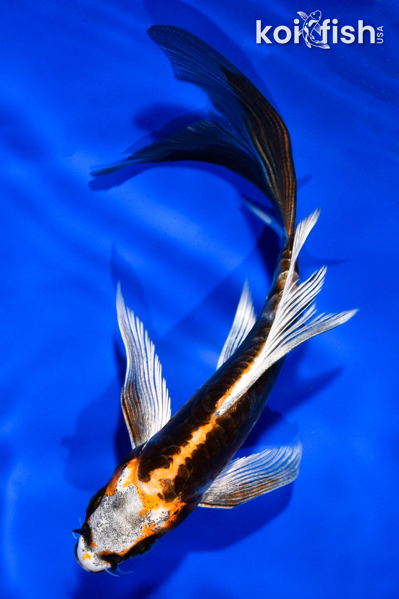 5.5" BENI KIKOKURYU BUTTERFLY