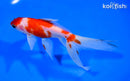 5.75" SARASA WATONAI GOLDFISH
