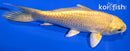5.25" YAMABUKI OGON