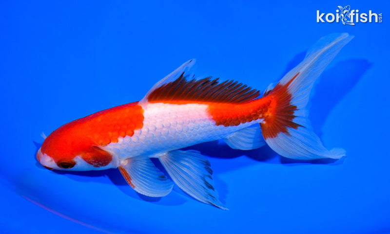 7" SARASA WATONAI GOLDFISH