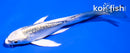 4.5" KIKOKURYU BUTTERFLY