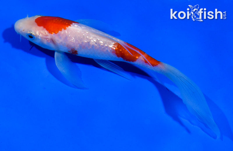 4.5" GINRIN KOHAKU BUTTERFLY